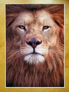 Velkoplosna fotografie Brno